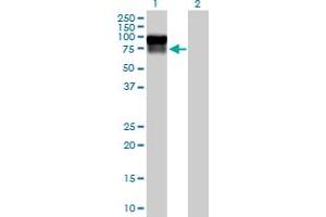 Western Blot analysis of SERPING1 expression in transfected 293T cell line by SERPING1 MaxPab polyclonal antibody. (SERPING1 anticorps  (AA 1-500))