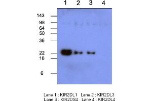 Western blot analysis Recombinant human protein KIR2DL1, KIR2DL3, KIR2DS4 and KIR2DL4 (each 50ng per well) were resolved by SDS-PAGE, transferred to PVDF membrane and probed with anti-human KIR2DL1 (1:500).