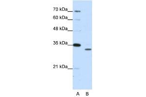 PSMA1 antibody used at 1. (PSMA1 anticorps)