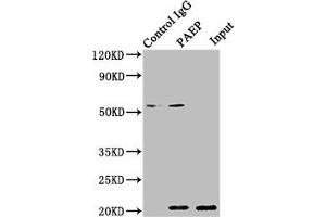 PAEP anticorps  (AA 19-180)