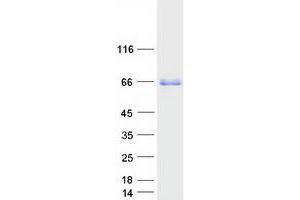 Validation with Western Blot (FAM73B Protein (Myc-DYKDDDDK Tag))