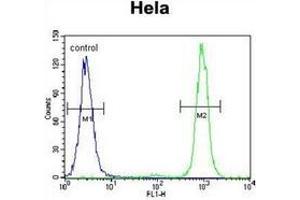 Flow cytometric analysis of Hela cells using SSH3 Antibody (C-term) Cat. (SSH3 anticorps  (C-Term))