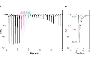alpha-Bungarotoxin protein
