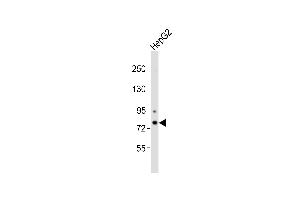 Anti-CHML Antibody at 1:1000 dilution + HepG2 whole cell lysates Lysates/proteins at 20 μg per lane. (CHML anticorps)