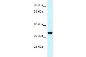 Western Blot showing Hey1 antibody used at a concentration of 1.