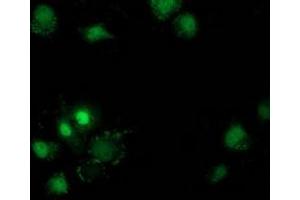 Immunofluorescence (IF) image for anti-Destrin (Actin Depolymerizing Factor) (DSTN) antibody (ABIN1497908)