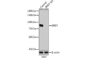 Western blot analysis of extracts from normal (control) and BRD7 Rabbit pAb knockout (KO) 293T cells, using BRD7 Rabbit pAb antibody (ABIN1678903, ABIN3015974, ABIN3015975 and ABIN6219482) at 1:1000 dilution. (BRD7 anticorps  (AA 1-95))