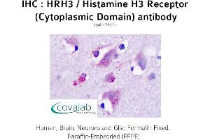 Image no. 2 for anti-Histamine Receptor H3 (HRH3) (2nd Cytoplasmic Domain) antibody (ABIN1735574) (HRH3 anticorps  (2nd Cytoplasmic Domain))