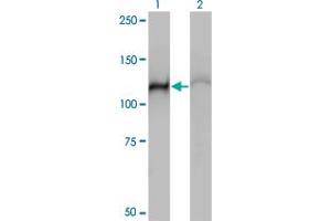 Western Blot analysis of HSPA4 expression in transfected 293T cell line by HSPA4 monoclonal antibody (M01), clone 3A11. (HSPA4 anticorps  (AA 1-148))
