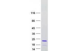 Validation with Western Blot