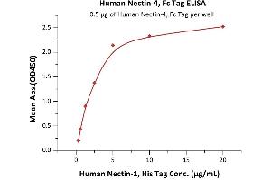 Immobilized Human Nectin-4, Fc Tag (ABIN6952253) at 5 μg/mL (100 μL/well) can bind Human Nectin-1, His Tag (ABIN2181680,ABIN2181679) with a linear range of 0. (PVRL4 Protein (AA 32-349) (Fc Tag))
