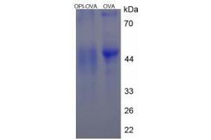 Image no. 3 for Proline Rich, Lacrimal 1 (PROL1) protein (Ovalbumin) (ABIN1880263) (PROL1 Protein (Ovalbumin))