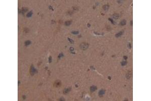 IHC-P analysis of Rat Tissue, with DAB staining. (MIB2 anticorps  (AA 407-663))