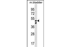 SNX8 Antibody (C-term) (ABIN1537122 and ABIN2849992) western blot analysis in mouse bladder tissue lysates (35 μg/lane). (SNX8 anticorps  (C-Term))