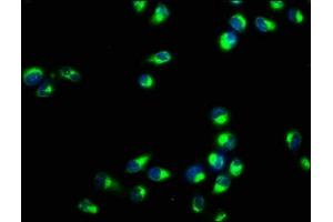 Immunofluorescence staining of Hela cells with ABIN7167196 at 1:400, counter-stained with DAPI.