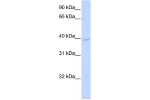 WB Suggested Anti-KCMF1 Antibody Titration:  0. (KCMF1 anticorps  (N-Term))