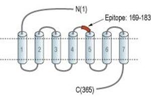 Representative domain view of the target of ABIN7884991.