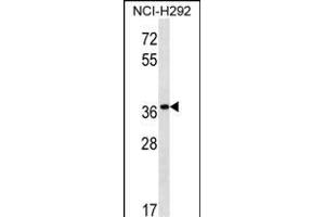 PGA5 Antibody (C-term) (ABIN1537193 and ABIN2850510) western blot analysis in NCI- cell line lysates (35 μg/lane).