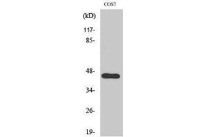 Western Blotting (WB) image for anti-APOBEC3D/F (Internal Region) antibody (ABIN3180486) (APOBEC3D/F (Internal Region) anticorps)