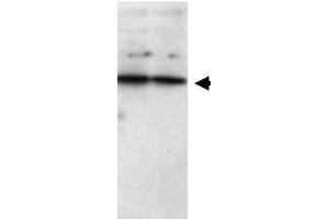 Western blot using  Affinity Purified anti-SFRP1 antibody shows detection of a band ~37 kDa (arrowhead) corresponding to SFRP1 in lysates from human cultured airway epithelial cells. (SFRP1 anticorps  (AA 12))