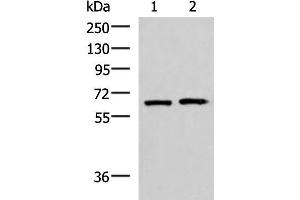 Western blot analysis of 293T and Jurkat cell lysates using GPKOW Polyclonal Antibody at dilution of 1:2000 (GPKOW anticorps)