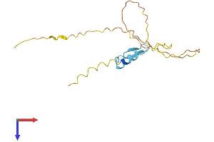 AlphaFold protein structure predicition of Human Recombinant RIPPLY1 Protein, UniprotID Q0D2K3
