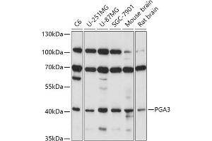 Western blot analysis of extracts of various cell lines, using PG antibody (ABIN7269204) at 1:1000 dilution. (PGA3 anticorps  (AA 63-180))
