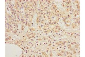 Immunohistochemistry of paraffin-embedded human adrenal gland tissue using ABIN7143266 at dilution of 1:100
