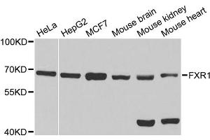 Western blot analysis of extracts of various cell lines, using FXR1 antibody (ABIN1876971) at 1:1000 dilution. (FXR1 anticorps)