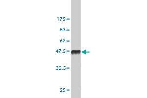 Western Blot detection against Immunogen (36.