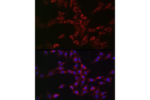 Immunofluorescence analysis of NIH/3T3 cells using CHMP6 Rabbit pAb (ABIN6133624, ABIN6138551 and ABIN7101747) at dilution of 1:100 (40x lens).