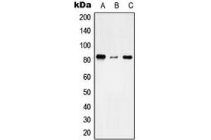 Western blot analysis of TMC7 expression in THP1 (A), NIH3T3 (B), H9C2 (C) whole cell lysates.