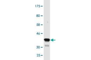 Western Blot detection against Immunogen (36.