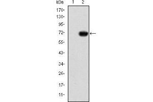 Western blot analysis using GATA5 mAb against HEK293 (1) and GATA5-hIgGFc transfected HEK293 (2) cell lysate.