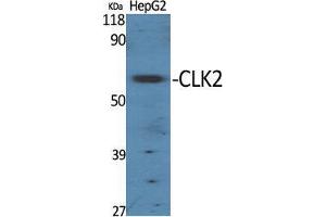Western Blot (WB) analysis of specific cells using CLK2 Polyclonal Antibody. (CLK2 anticorps  (N-Term))