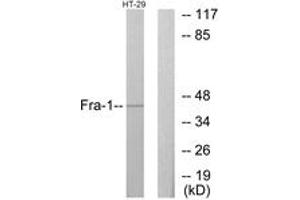 Western blot analysis of extracts from HT-29 cells, using Fra-1 Antibody. (FOSL1 anticorps  (AA 101-150))