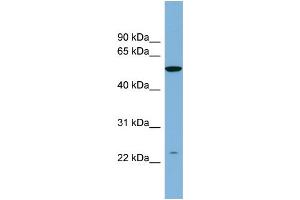 WB Suggested Anti-PAOX  Antibody Titration: 0. (PAOX anticorps  (N-Term))