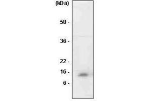 The cell lysates of HL-60 was resolved by SDS-PAGE, transferred to PVDF membrane and probed with anti-human MIF antibody (1:1,000). (MIF anticorps  (AA 1-114))
