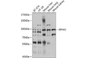 Western blot analysis of extracts of various cell lines, using EPH antibody  at 1:1000 dilution. (EPHA1 anticorps  (AA 1-230))