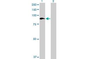 Western Blot analysis of SEMA4A expression in transfected 293T cell line by SEMA4A MaxPab polyclonal antibody.