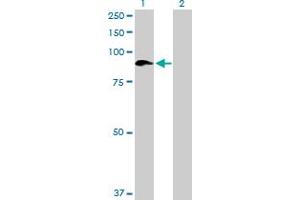 Western Blot analysis of SEMA4A expression in transfected 293T cell line by SEMA4A MaxPab polyclonal antibody. (Sema4a anticorps  (AA 1-761))