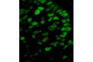 Immunofluorescence (IF) image for Donkey anti-Mouse IgG (Heavy & Light Chain) antibody (DyLight 488) (ABIN7446361)