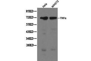 Western blot analysis of extracts of Hela and NIH3T3 cells, using TNFα antibody. (TNF alpha anticorps  (C-Term))