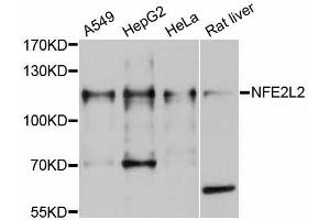Western blot analysis of extracts of various cell lines, using NFE2L2 antibody (ABIN5998330) at 1/1000 dilution. (NRF2 anticorps)