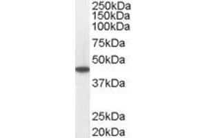 ABIN184850 staining (0. (Medium-Chain Specific Acyl-CoA Dehydrogenase, Mitochondrial (C-Term) anticorps)