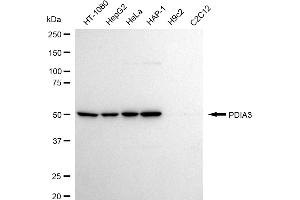 Western blotting analysis using PDIA3 antibody (ABIN7799976).