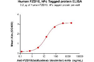 ELISA plate pre-coated by 2 μg/mL (100 μL/well) Human Protein, hFc Tag (ABIN7092805, ABIN7272422 and ABIN7272423) can bind Anti-(tabituximab biosimilar) mAb in a linear range of 3.