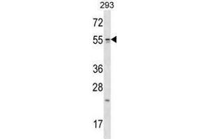 TTC23 Antibody (Center) western blot analysis in 293 cell line lysates (35 µg/lane). (TTC23 anticorps  (Middle Region))