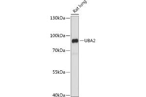 Western blot analysis of extracts of Rat lung, using UB antibody (ABIN7270634) at 1:1000 dilution. (UBA2 anticorps  (AA 60-160))