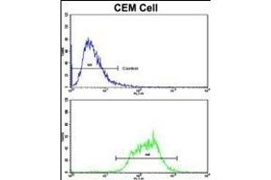 Flow cytometric analysis of CEM cells using ND5 Antibody (C-term)(bottom histogram) compared to a negative control cell (top histogram).
